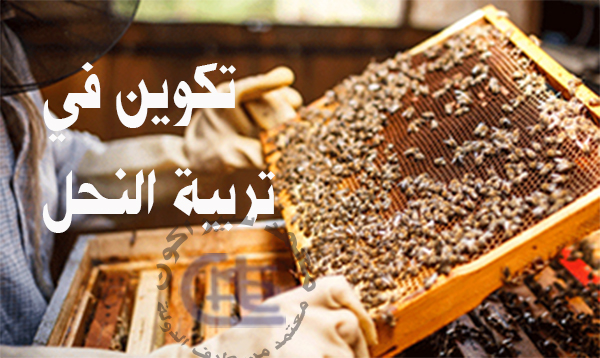   تكوين في تربية النحل يقدمه معهد سيراكون تتضمن كل من طريقة تربية النحل او مراحل تربية النحل و مستلزمات إنتاج العسل ودراسات الجدوى المشروع و مراحل الإنتاج و كيفية تربية النحل